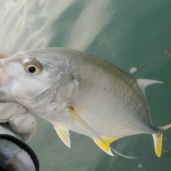 あまり釣れません。