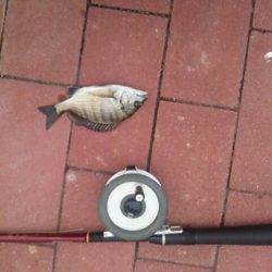 大きくなった？　～豊洲ぐるり公園～