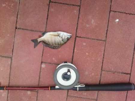 大きくなった？　～豊洲ぐるり公園～