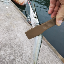 沼島で初メッキ