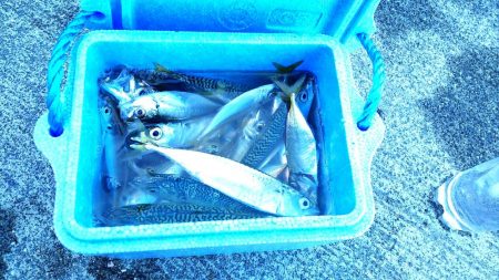 小坪朝マズメ アジ