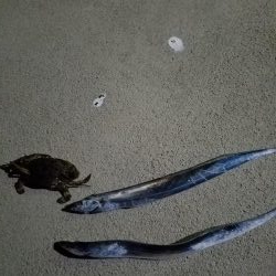 ベイトタックルでのタチウオ最高