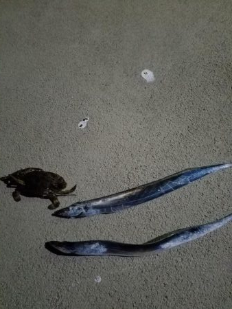 ベイトタックルでのタチウオ最高