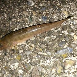 台風が来る前にぶっこみ釣り