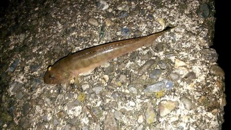 台風が来る前にぶっこみ釣り