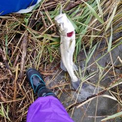 シーバス～太刀魚～シーバス