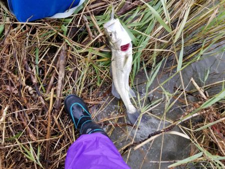 シーバス～太刀魚～シーバス