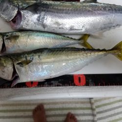 ボチボチな釣果