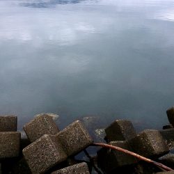 今年初めてのアオリ