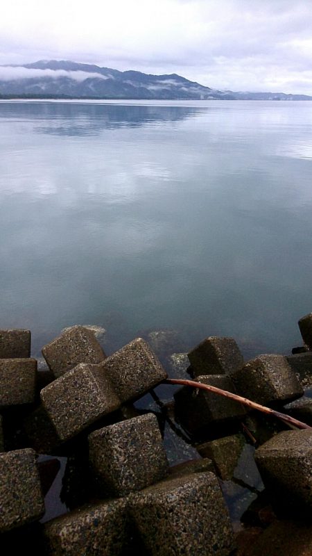 今年初めてのアオリ