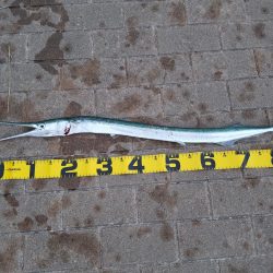 太刀魚狙いで‼