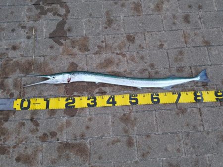 太刀魚狙いで‼