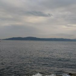 藤江海岸でツバス