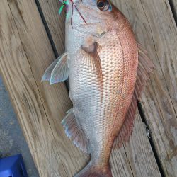 虎ノ介さんでタイラバでタイ3枚