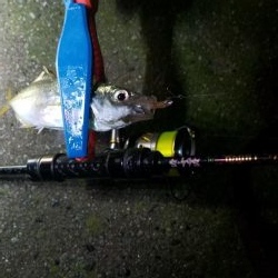 雨のアジング‼