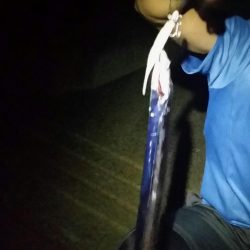 タチウオ入れ食い?