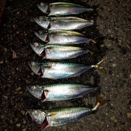 アジングにて、サバが爆釣！