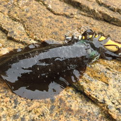 男鹿島エギング(2018-4)