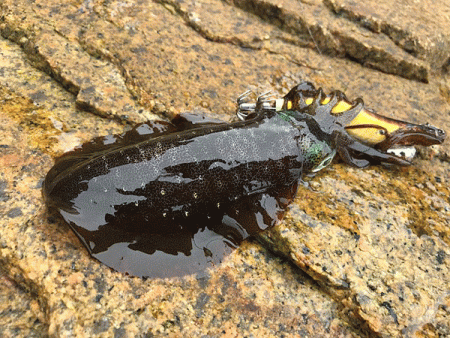 男鹿島エギング(2018-4)