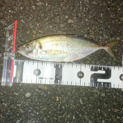 アジはナイスサイズ