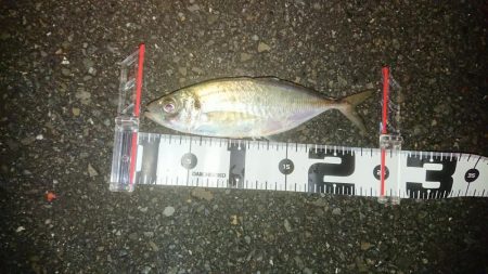 アジはナイスサイズ