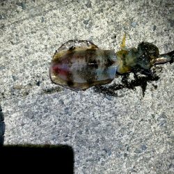 仕事帰り１投目からいいのキター