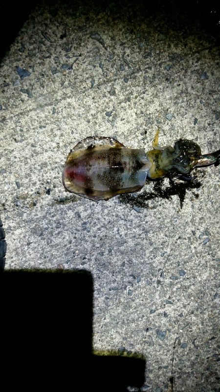 仕事帰り１投目からいいのキター