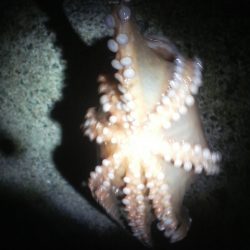 腕おちた・・・