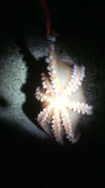 腕おちた・・・