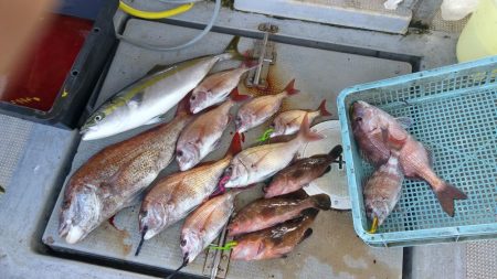 虎ノ介さんでタイラバ