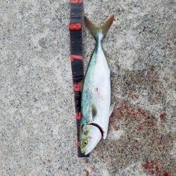 ボチボチな釣果