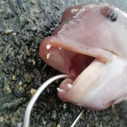 落とし込みで波止のモンスター