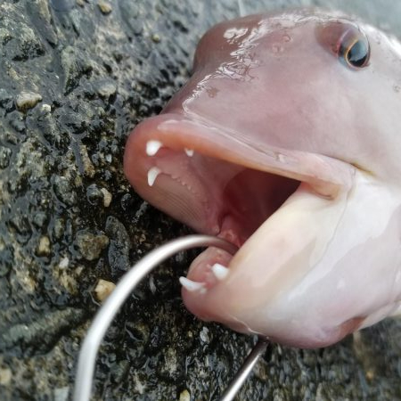 落とし込みで波止のモンスター