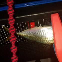 アジング&清掃活動