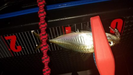 アジング&清掃活動