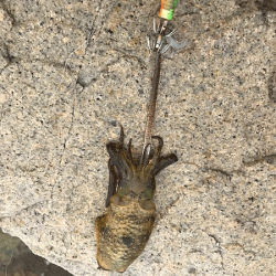 男鹿島エギング(2018-7)