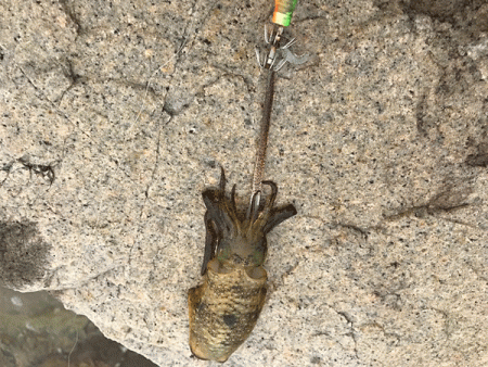 男鹿島エギング(2018-7)