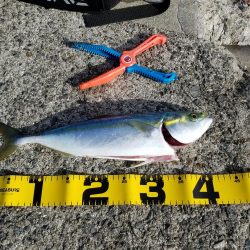 ハマチ、サゴシ、太刀魚