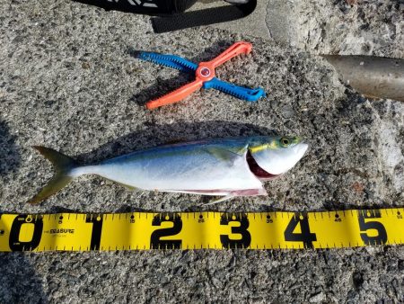 ハマチ、サゴシ、太刀魚