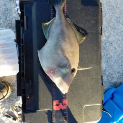 ボチボチな釣果