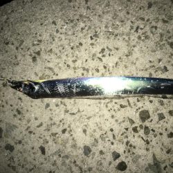 貝塚タチウオ好調キープ。湾奥はまだですね。