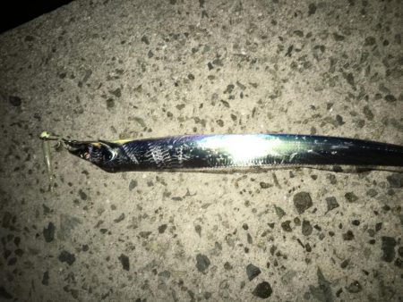 貝塚タチウオ好調キープ。湾奥はまだですね。