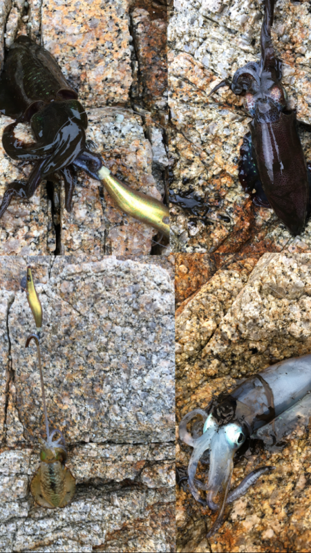 雨上がりのエギング