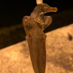 アオリ、チィチィイカ