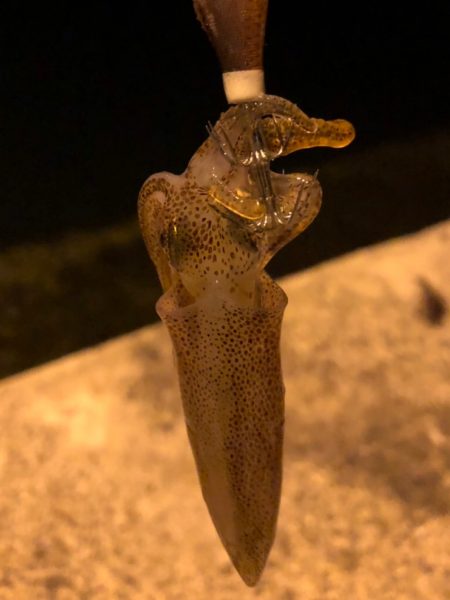 アオリ、チィチィイカ