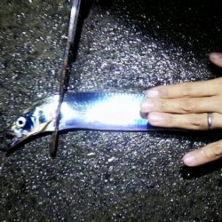 太刀魚大当たり