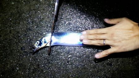 太刀魚大当たり