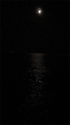 ケンサキイカいない