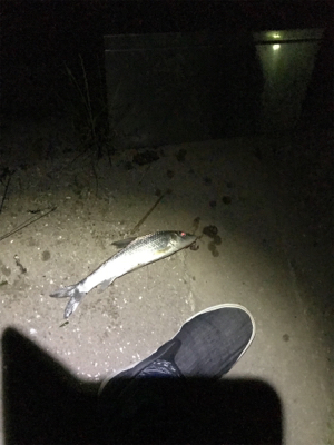 うなぎ釣り再リベンジ