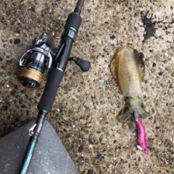 秋イカを求めて